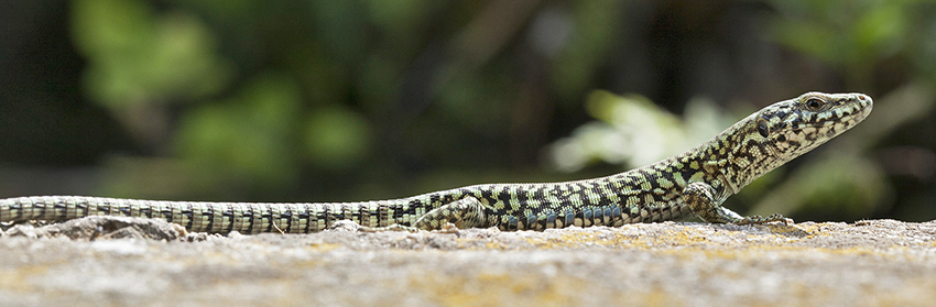 Podarcis muralis